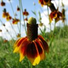 Premium 500 DWARF MEXICAN HAT Ratibida Columnifera Flower Seeds