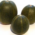 Exclusive 35 Sweet TATUME SQUASH Cucurbita Pepo Calabash Calabacita Mexican Zucchini Seeds Exclusive 35 Sweet TATUME SQUASH Cucurbita Pepo Calabash Calabacita Mexican Zucchini Seeds