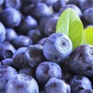 Exclusive 20 DWARF BILBERRY Vaccinium Caespitosum Whortleberry Blue Berry Fruit Shrub Seed Exclusive 20 DWARF BILBERRY Vaccinium Caespitosum Whortleberry Blue Berry Fruit Shrub Seed