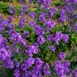 Limited Edition 1500 DAMES ROCKET (Danask Violet) Hesperis Matronalis Dame's Purple Flower Seeds