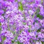 Limited Edition 1500 DAMES ROCKET (Danask Violet) Hesperis Matronalis Dame's Purple Flower Seeds