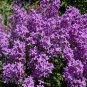 Limited Edition 1500 DAMES ROCKET (Danask Violet) Hesperis Matronalis Dame's Purple Flower Seeds