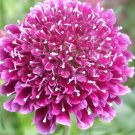 Best-Selling 50 FINEST MIXED Colors SCABIOSA Atropurpurea Pin Cushion Flower Seeds Best-Selling 50 FINEST MIXED Colors SCABIOSA Atropurpurea Pin Cushion Flower Seeds
