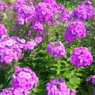 Limited Edition 10 Tall PURPLE PHLOX Paniculata Garden Summer Native Hummingbird Flower Seeds Limited Edition 10 Tall PURPLE PHLOX Paniculata Garden Summer Native Hummingbird Flower Seeds