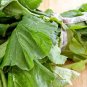 Top-Quality 1500 MORRIS HEADING COLLARDS Collard Green Brassica Oleracea Vegetable Seeds