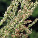 Limited Edition 1000 COMMON MUGWORT Artemisia Vulgaris Wild Wormwood Herb Yellow Red Flower Seed Limited Edition 1000 COMMON MUGWORT Artemisia Vulgaris Wild Wormwood Herb Yellow Red Flower Seed