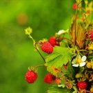 Premium 50 ALEXANDRIA STRAWBERRY Everbearing Alpine Fragaria Vesca Red Berry Fruit Seeds Premium 50 ALEXANDRIA STRAWBERRY Everbearing Alpine Fragaria Vesca Red Berry Fruit Seeds