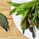 Premium 300 EPAZOTE (Mexican Tea) Chenopodium Ambrosioides Dysphania Herb Flower Seeds