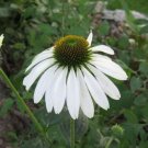 Premium 50 WHITE CONEFLOWER Echinacea Purpurea Flower Seeds