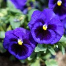 Premium 50 DEEP BLUE Blotch PANSY Swiss Giant Viola Wittrockiana Ullswater Flower Seeds