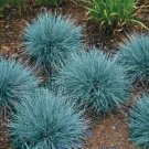 Exclusive 100 BLUE Sheeps FESCUE GRASS Festuca Ovina Glauca Cinerea Seeds Exclusive 100 BLUE Sheeps FESCUE GRASS Festuca Ovina Glauca Cinerea Seeds