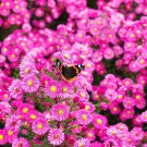 Top-Quality 100 Pink NEW ENGLAND ASTER Aster Novae var Angliae Flower Seeds Top-Quality 100 Pink NEW ENGLAND ASTER Aster Novae var Angliae Flower Seeds