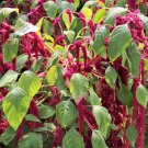 New Arrival 500 LOVE LIES BLEEDING Amaranthus Caudatus ( Kiss Me Over The Garden Gate ) Seed New Arrival 500 LOVE LIES BLEEDING Amaranthus Caudatus ( Kiss Me Over The Garden Gate ) Seed