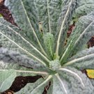 Top-Quality 1500 LACINATO KALE Dinosaur Tuscan Black Brassica Oleracea Vegetable Seeds