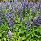 Limited Edition 100 HOARY / DOWNY SKULLCAP Scutellaria Incana Flower Seeds