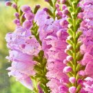 Exclusive 50 PINK Showy OBEDIENT PLANT False DragonHead Physostegia Virginiana Flower Seed Exclusive 50 PINK Showy OBEDIENT PLANT False DragonHead Physostegia Virginiana Flower Seed