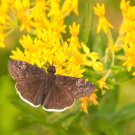 New Arrival 10 GAY BUTTERFLIES MILKWEED Red Yellow Orange Mix Asclepias Tuberosa Flower Seed New Arrival 10 GAY BUTTERFLIES MILKWEED Red Yellow Orange Mix Asclepias Tuberosa Flower Seed