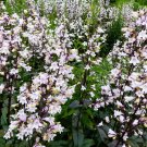 Limited Edition 25 HUSKER RED PENSTEMON Digitalis Foxglove Beardtongue White Flower Seeds Limited Edition 25 HUSKER RED PENSTEMON Digitalis Foxglove Beardtongue White Flower Seeds