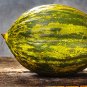 Exclusive 50 PIEL de SAPO MELON Santa Claus Christmas Melon Green Cucumis Melo Fruit Seeds