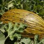Exclusive 50 PIEL de SAPO MELON Santa Claus Christmas Melon Green Cucumis Melo Fruit Seeds