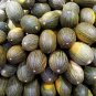 Exclusive 50 PIEL de SAPO MELON Santa Claus Christmas Melon Green Cucumis Melo Fruit Seeds