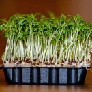 Exclusive 1500 UPLAND CRESS American Land Cress Barbarea Verna Creasy Vegetable Herb Seeds Exclusive 1500 UPLAND CRESS American Land Cress Barbarea Verna Creasy Vegetable Herb Seeds