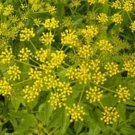 Exclusive 150 GOLDEN ALEXANDER (Golden Zizia / Meadow Zizia) Zizia Aurea Flower Seeds Exclusive 150 GOLDEN ALEXANDER (Golden Zizia / Meadow Zizia) Zizia Aurea Flower Seeds