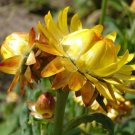 Best-Selling 50 YELLOW DOUBLE STRAWFLOWER Helichrysum Bracteatum Flower Seeds