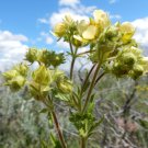 Premium 50 PRAIRIE CINQUEFOIL Tall Potentilla Arguta White Yellow Native Flower Seeds