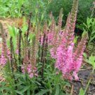 Top-Quality 50 Mixed Colors VERONICA Spicata SIGHTSEEING MIX Spike Speedwell Flower Seeds Top-Quality 50 Mixed Colors VERONICA Spicata SIGHTSEEING MIX Spike Speedwell Flower Seeds
