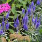 Top-Quality 50 Mixed Colors VERONICA Spicata SIGHTSEEING MIX Spike Speedwell Flower Seeds