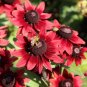 New Arrival 20 CHERRY BRANDY RUDBECKIA Hirta Bicolor Red Black Eyed Susan Flower Seeds