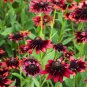 New Arrival 20 CHERRY BRANDY RUDBECKIA Hirta Bicolor Red Black Eyed Susan Flower Seeds
