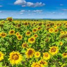 Best-Selling 100 PEREDOVIK SUNFLOWER Helianthus Annuus Black Oilseed Yellow Flower Seeds