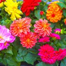 Limited Edition 50 Unwins DWARF MIX DAHLIA Variabilis Mix Double Bicolor Purple Red Flower Seeds Limited Edition 50 Unwins DWARF MIX DAHLIA Variabilis Mix Double Bicolor Purple Red Flower Seeds