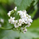 Limited Edition 200 WHITE GLADE MALLOW Napaea Dioica Flower Seeds Limited Edition 200 WHITE GLADE MALLOW Napaea Dioica Flower Seeds