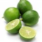 Top-Quality 15 KEY LIME Citrus Aurantifolia Fruit Tree Shrub Seeds