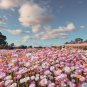 Exclusive 100 MIXED DOUBLE ACROCLINIUM Paper Daisy Helipterum Rhodanthe Flower Seeds
