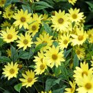 Top-Quality 50 LEMON QUEEN SUNFLOWER Perennial Helianthus Annuus Flower Seeds Top-Quality 50 LEMON QUEEN SUNFLOWER Perennial Helianthus Annuus Flower Seeds
