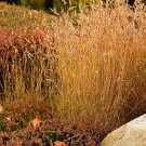 Premium 1000 BLUE GRAMA GRASS Gramma Bouteloua Gracilis Flower Mosquito Grass Seeds