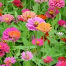 Best-Selling 200 Mixed Colors ZINNIA POMPON Zinnia Elegans Flower Seeds