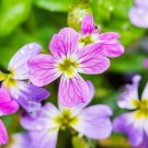 Exclusive 4000 VIRGINIA STOCK Malcolmia Maritima Flower Seeds Exclusive 4000 VIRGINIA STOCK Malcolmia Maritima Flower Seeds