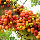 New Arrival 30 CLUSTER FIG Ficus Racemosa Red River Indian Guilar Tree Houseplant Seeds