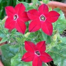 Limited Edition 100 Red CRIMSON KING NICOTIANA Affinis Ornamental Flowering Tobacco Flower Seeds Limited Edition 100 Red CRIMSON KING NICOTIANA Affinis Ornamental Flowering Tobacco Flower Seeds