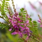 Exclusive 50 TRUE INDIGO Dye Indigo Indigofera Tinctoria Pink Purple Sub Shrub Flower Seed Exclusive 50 TRUE INDIGO Dye Indigo Indigofera Tinctoria Pink Purple Sub Shrub Flower Seed