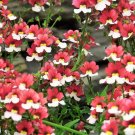 Best-Selling 50 RED & WHITE NEMESIA Strumosa Danish Flag Fragrant Bicolor Flower Seeds Best-Selling 50 RED & WHITE NEMESIA Strumosa Danish Flag Fragrant Bicolor Flower Seeds