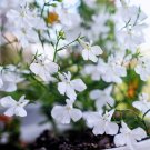 Premium 200 WHITE LOBELIA REGATTA Erinus Flower Seeds Premium 200 WHITE LOBELIA REGATTA Erinus Flower Seeds