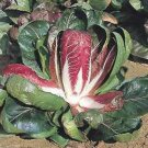 New Arrival 100 ROSSA Di VERONA RADICCHIO / Endive Italian Cichorium Intybus Vegetable Seeds New Arrival 100 ROSSA Di VERONA RADICCHIO / Endive Italian Cichorium Intybus Vegetable Seeds