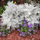 Top-Quality 300 SILVERDUST DUSTY MILLER Cineraria Maritima Jacobaea Senecio Flower Seeds