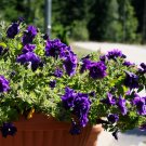 Best-Selling 20 DOUBLE MIX PETUNIA Floribunda Red Pink Purple Flower Seeds